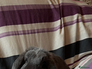 Mini Lop rabbits One pure mini lop female rabbit - Advert 19