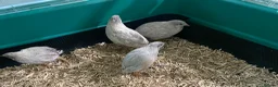 Quail poultry for sale: 5 Pairs of Adult Button Quail (pls read all info) - Advert 11
