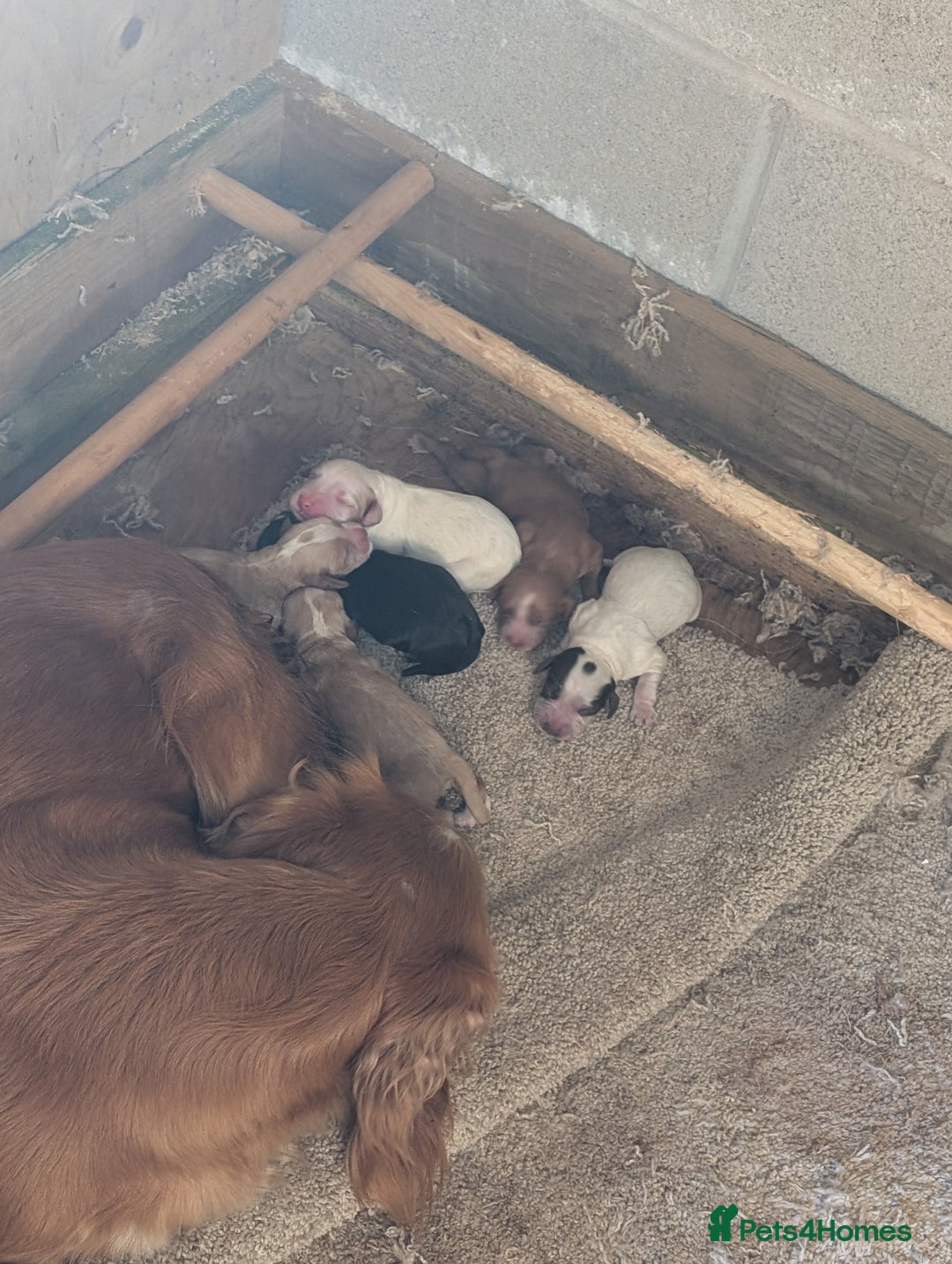 Cocker Spaniel dogs for sale: KC registered working cocker spaniel puppiess.  - Image 7