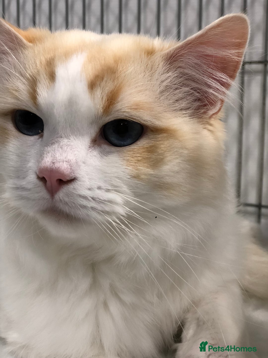 Ragdoll cats for stud: FOR STUD GCCF reg Active Grand Champion for stud in Doncaster - Advert 4