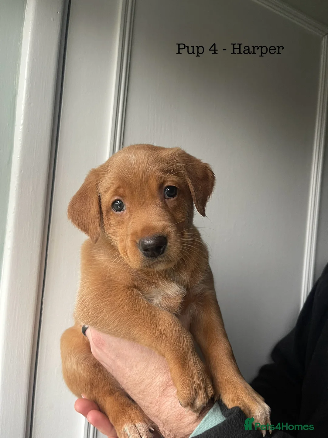 Mixed Breed dogs for sale: Labrador Retriever x Podenco Puppies - Advert 4