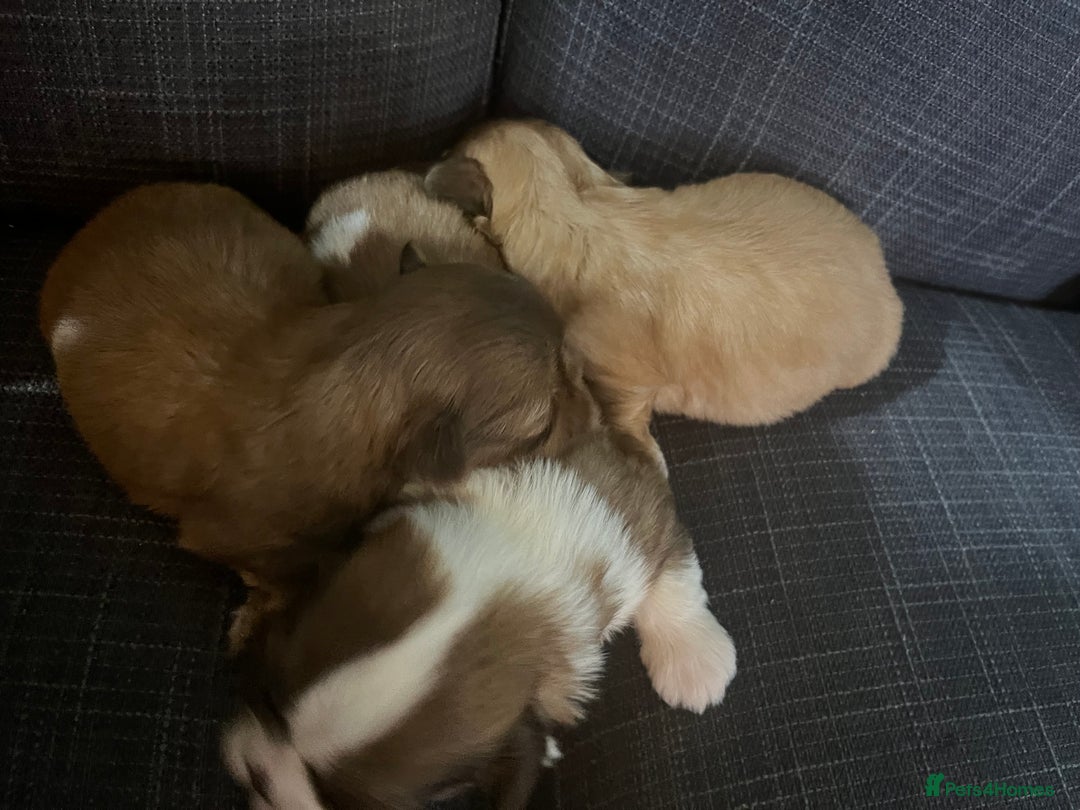 Shih Tzu dogs for sale: Beautiful litter or imperial Shih Tzu puppies  - Advert 10