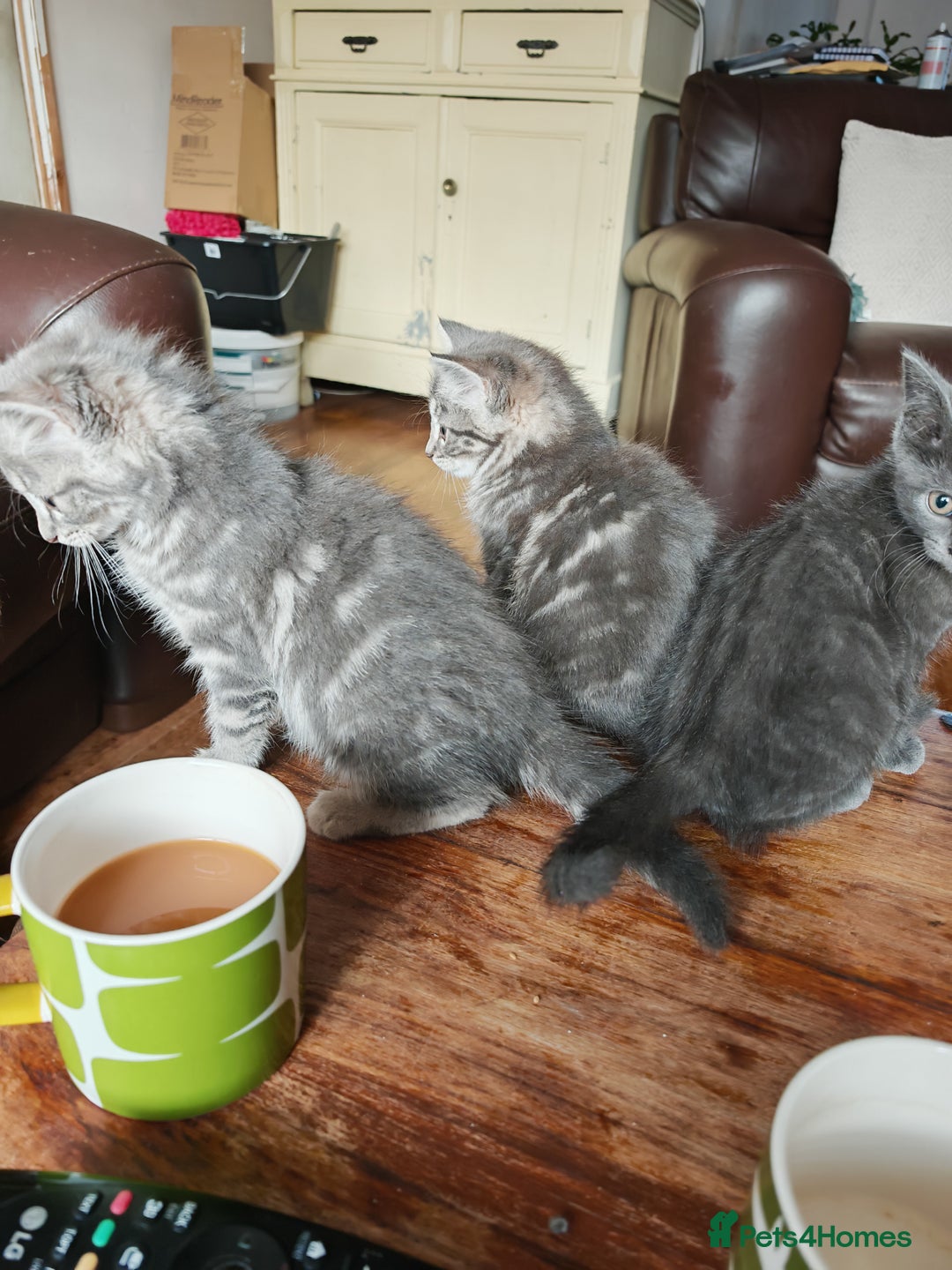 British Shorthair cats for sale: British Shorthair x - Image 12