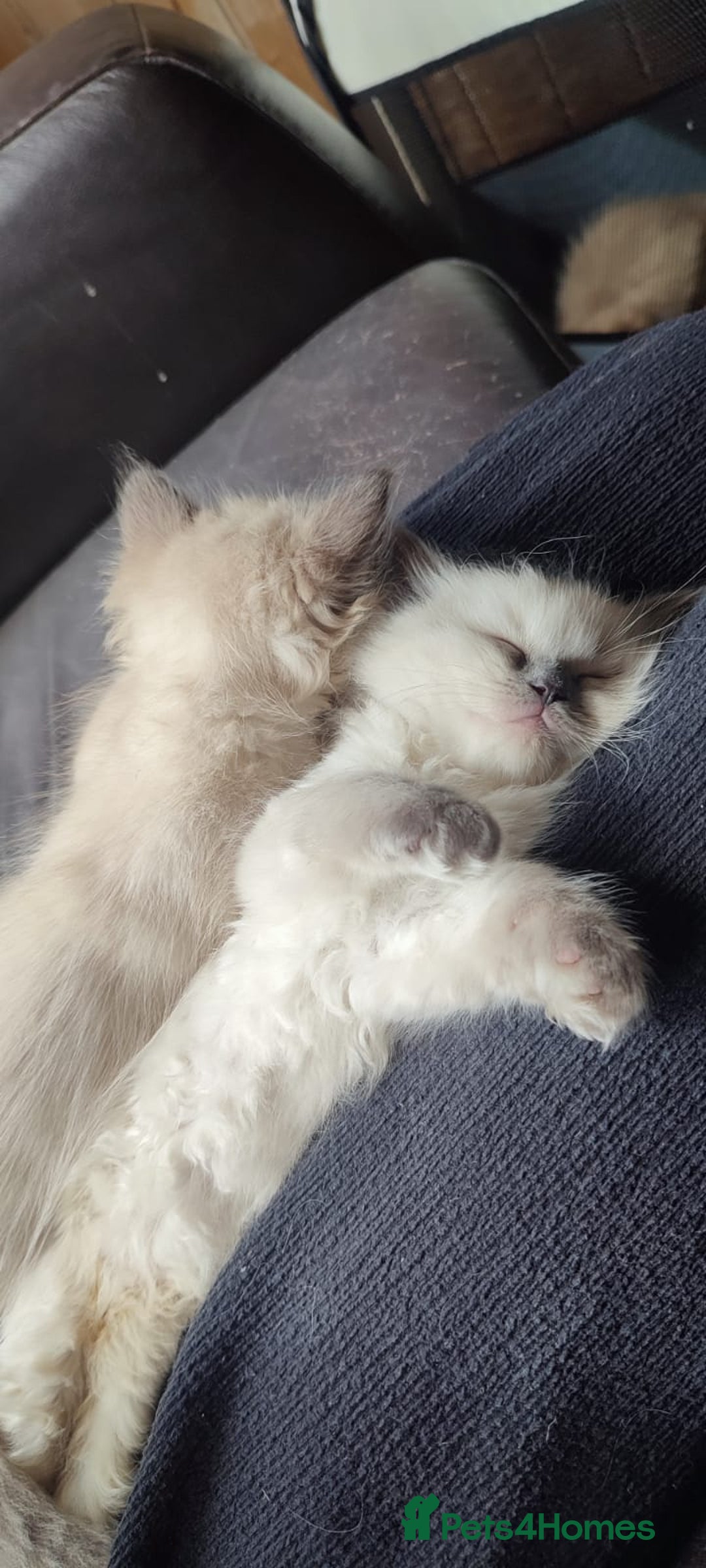 Ragdoll cats for sale: Beautiful Ragdoll kittens - Image 14