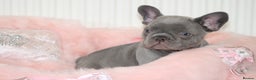 French Bulldog dogs for sale: Solid lilac French bulldog’s  - Advert 20