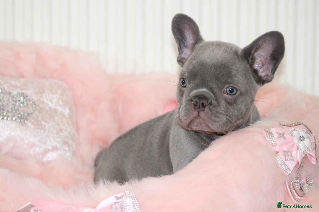 French Bulldog dogs for sale: Solid lilac French bulldog’s  - Advert 20