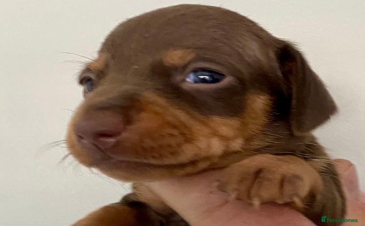 Miniature Dachshund dogs - Advert 1