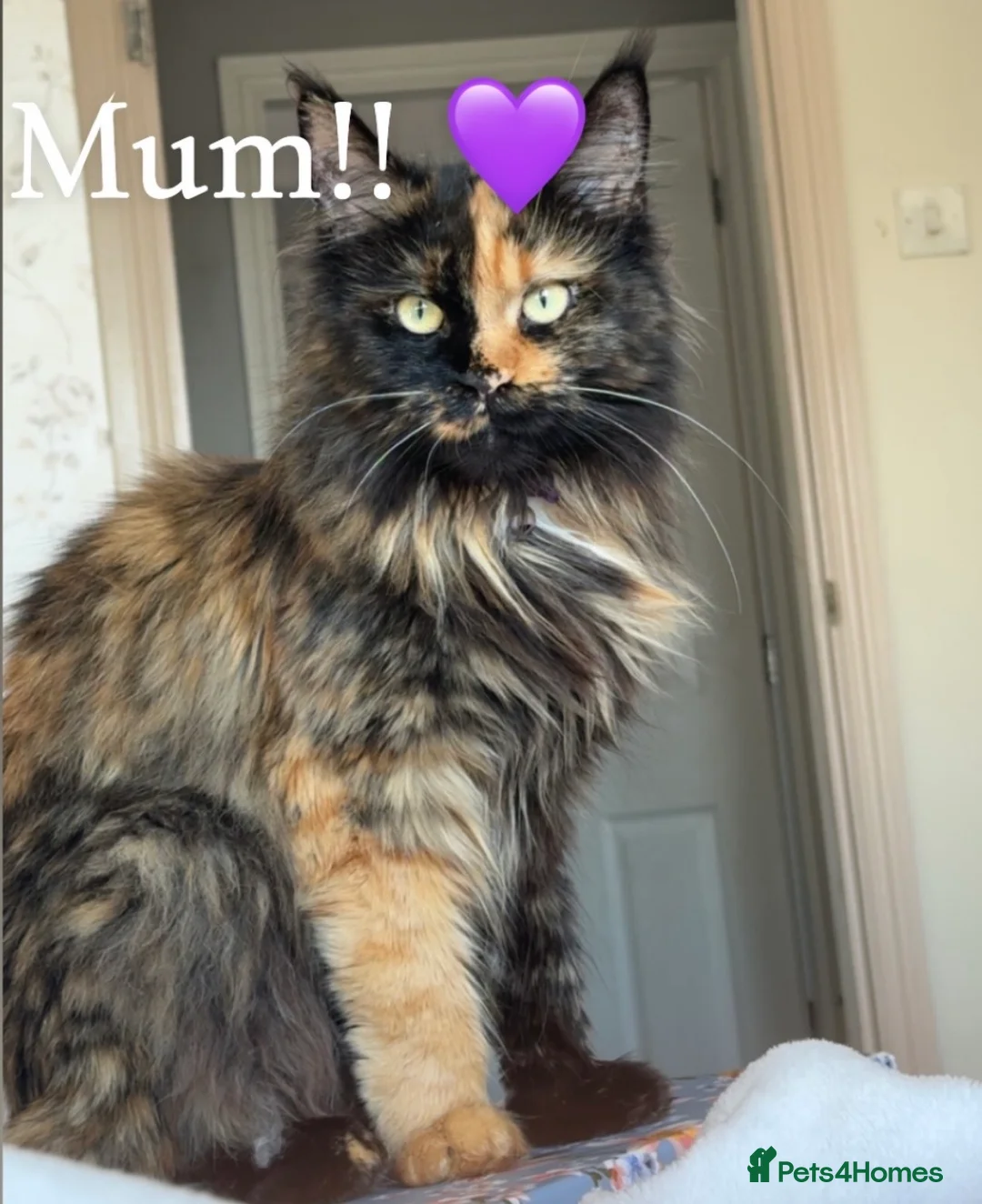 Maine Coon cats for sale: Gorgeous multi coloured half maine coon babies  - Advert 22