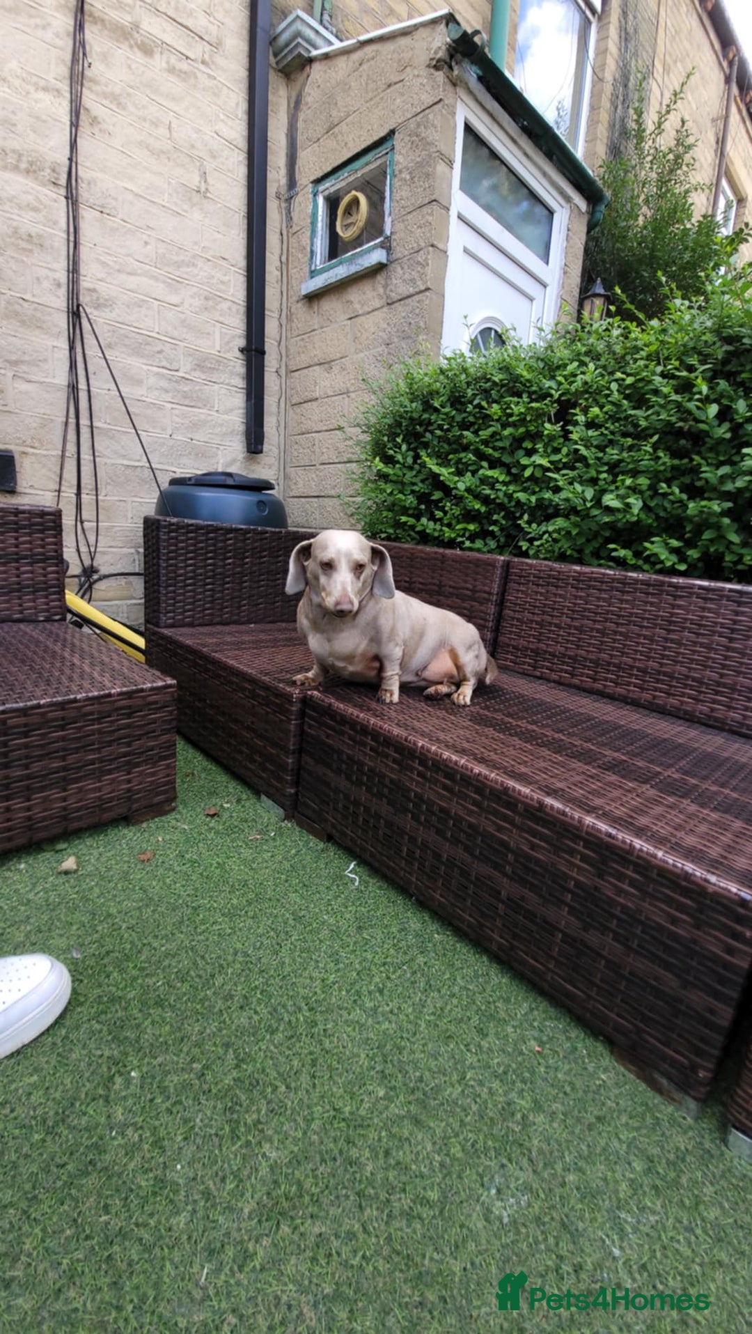 Dachshund dogs for sale: Lili  - Image 5