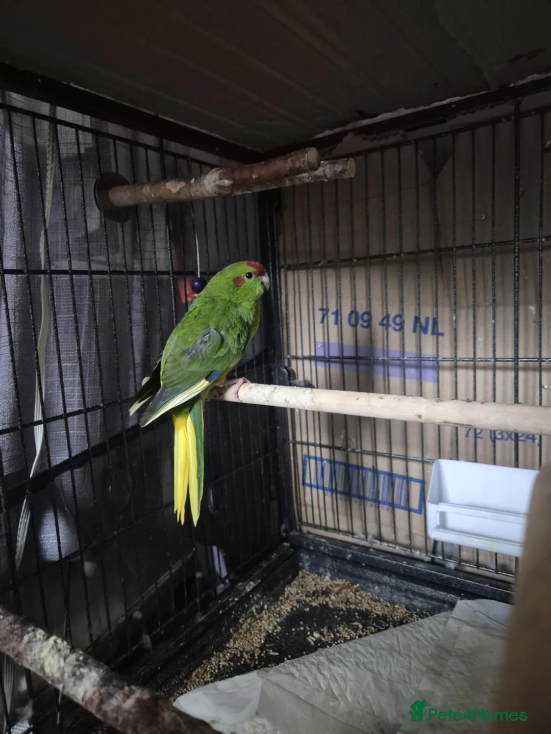 Parakeets birds for sale: Kākāriki female  - Advert 1