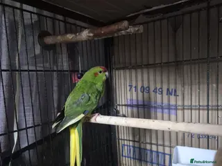 Parakeets birds Kākāriki female - Advert 2