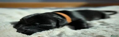 Labrador Retriever Puppy 6