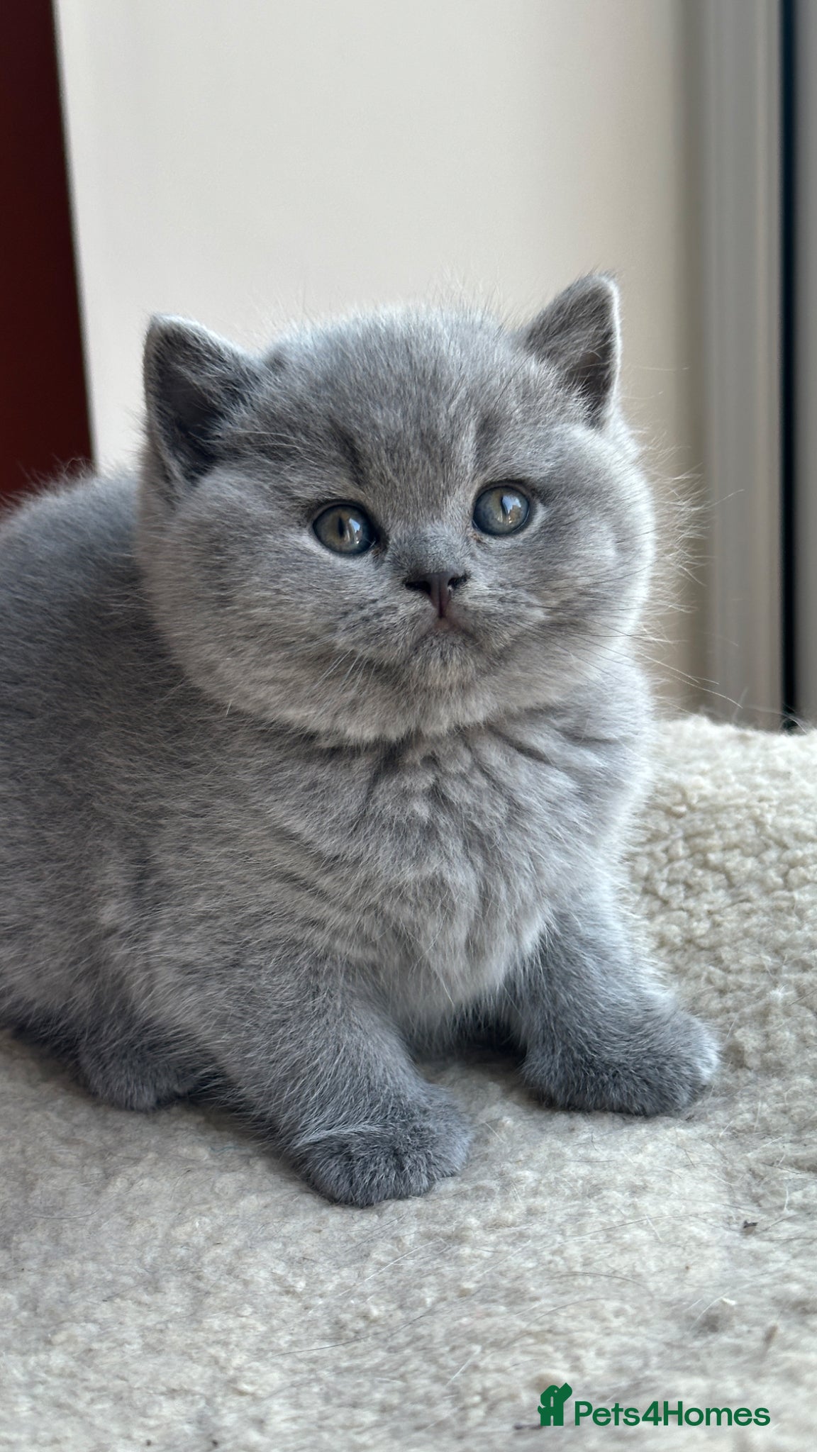 British Shorthair cats Exception quality,Champion bloodlines GCCF/TICA🏆 - Advert 1