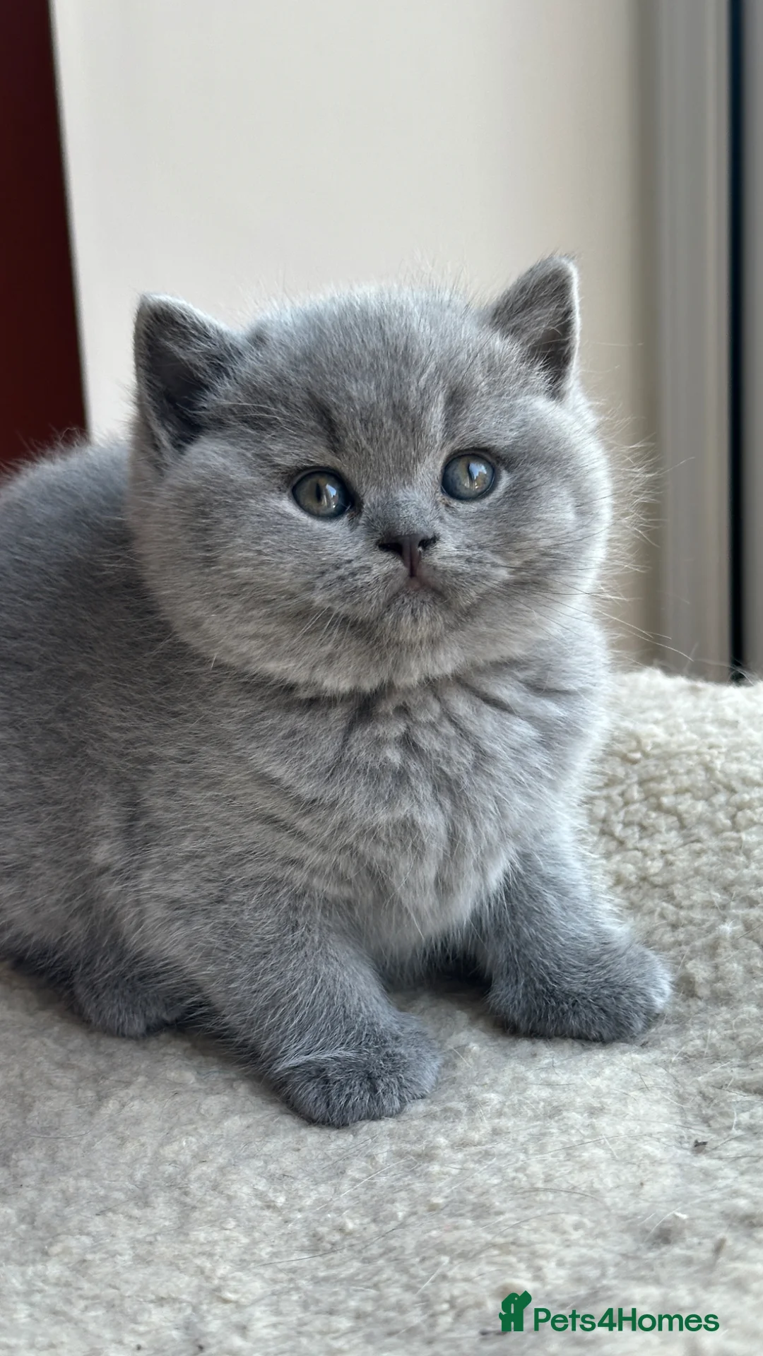 British Shorthair cats for sale: Exception quality,Champion bloodlines GCCF/TICA🏆 - Advert 2