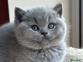 British Shorthair cats Exception quality,Champion bloodlines GCCF/TICA🏆 - Advert 1