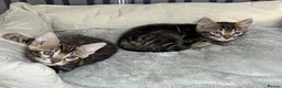 Bengal cats for sale: Unique Bloodline Bengals Tica Reg - Advert 10