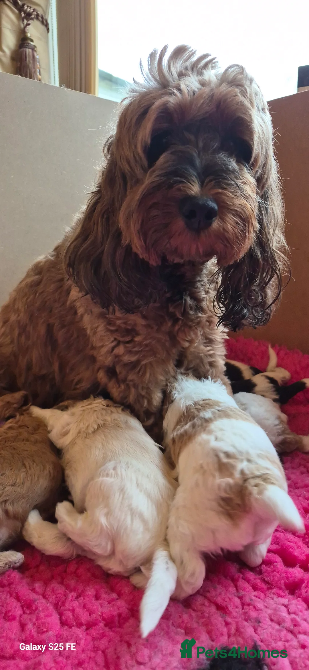 Cockapoo dogs for sale: Cockapoo Puppies,  stunning colours  - Advert 1