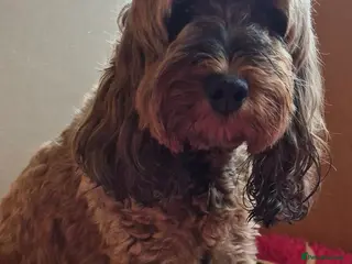 Cockapoo dogs Cockapoo Puppies, stunning colours - Advert 1