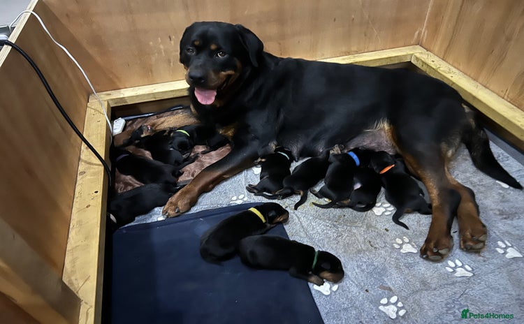 Rottweiler dogs - Advert 2