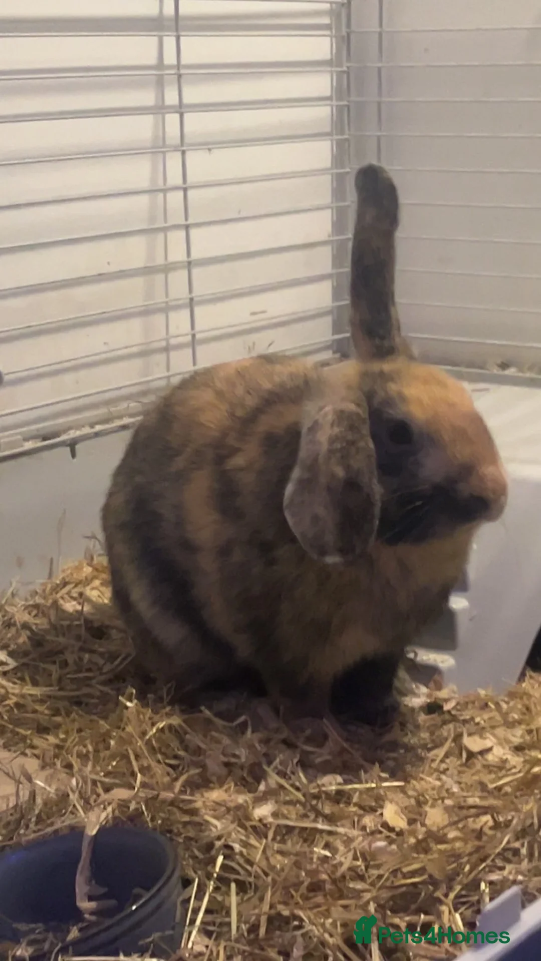 Mini Lop rabbits for sale: 1 mini lop 1 mini rex urgent sell in Chichester - Advert 5