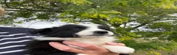 Border Collie dogs for sale: Fantastic Rough Coated Border Collies - Advert 12