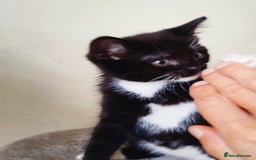Mixed Breed cats for sale: 2 LOVELY AND CUTE KITTENS LOOKING FOR HOME!!! - Image 1