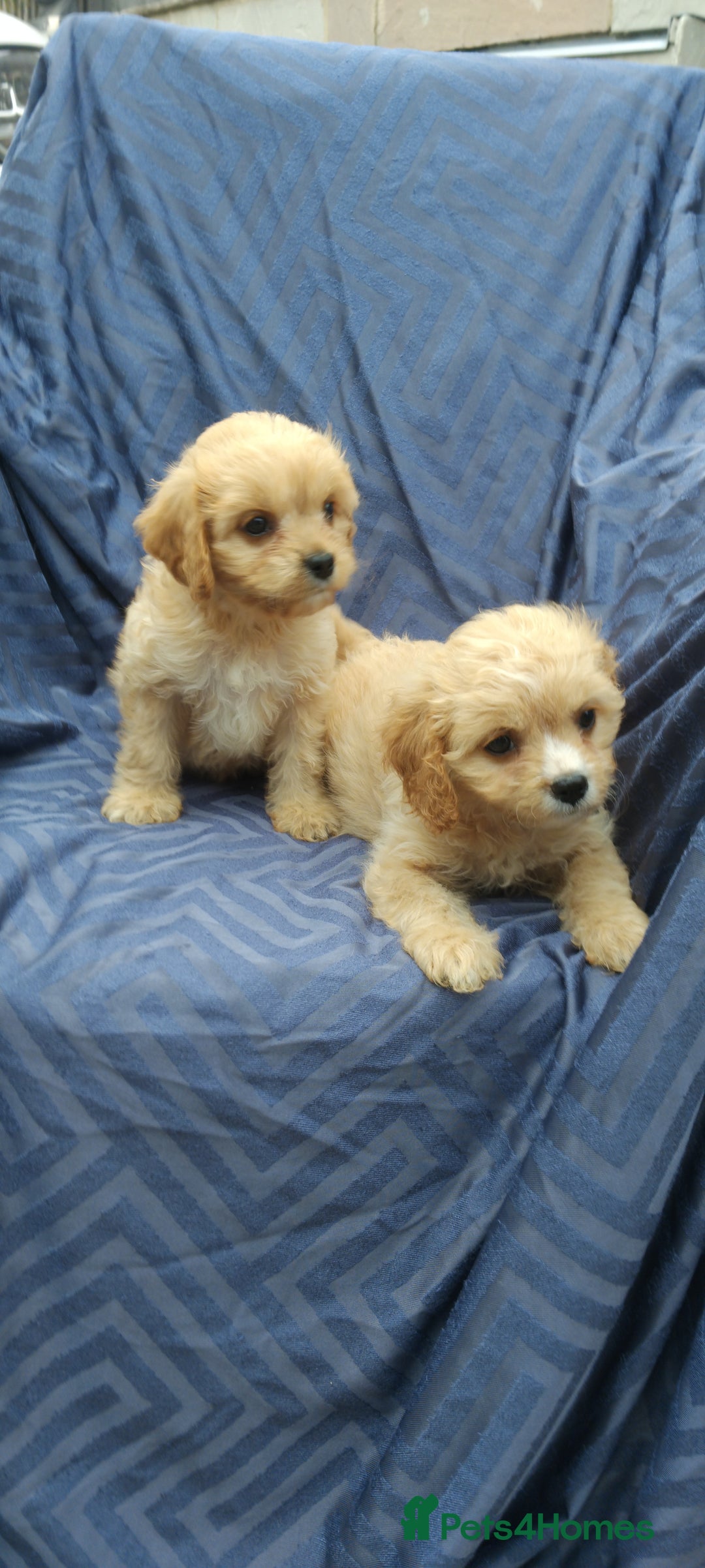 Cavapoo dogs for sale: Cavapoo pups ready to leave! - Image 3