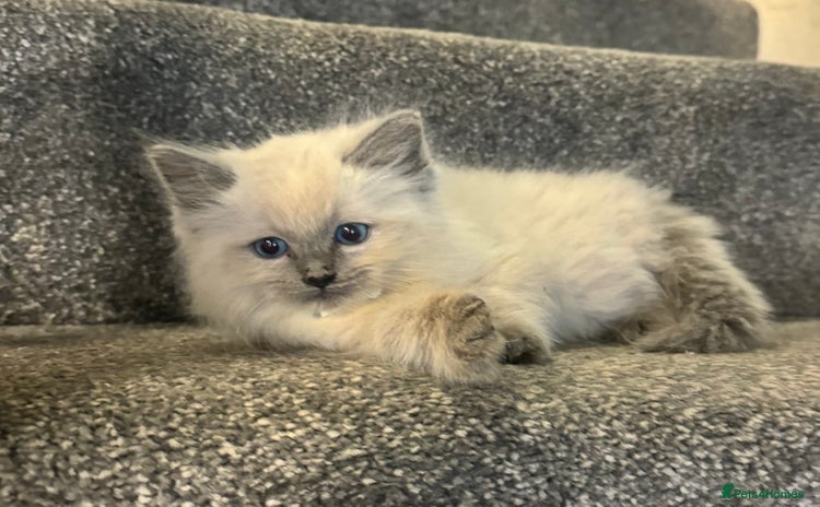 Ragdoll cats - Advert 14
