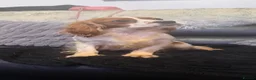Cavalier King Charles Spaniel dogs for sale: Kc dna clear cavalier adult  - Advert 3