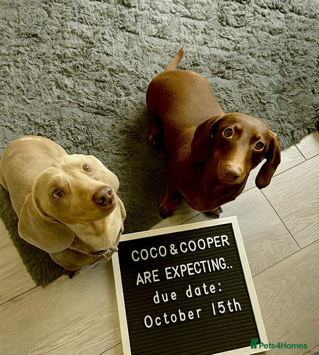 Miniature Dachshund dogs for sale: KC Reg miniature smooth hair daschund boy pups - Advert 4