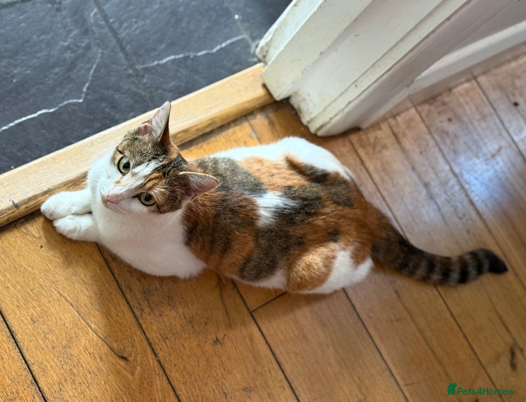 American Wirehair cats for sale: Female American wirehair Calico  - Image 1
