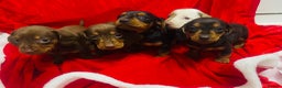 Miniature Dachshund dogs for sale: Miniature dachshunds - Advert 15