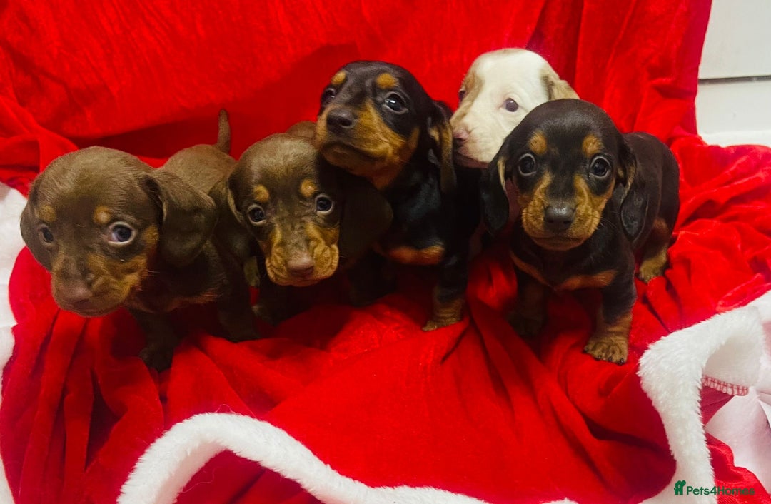 Miniature Dachshund dogs for sale: Miniature dachshunds - Advert 15