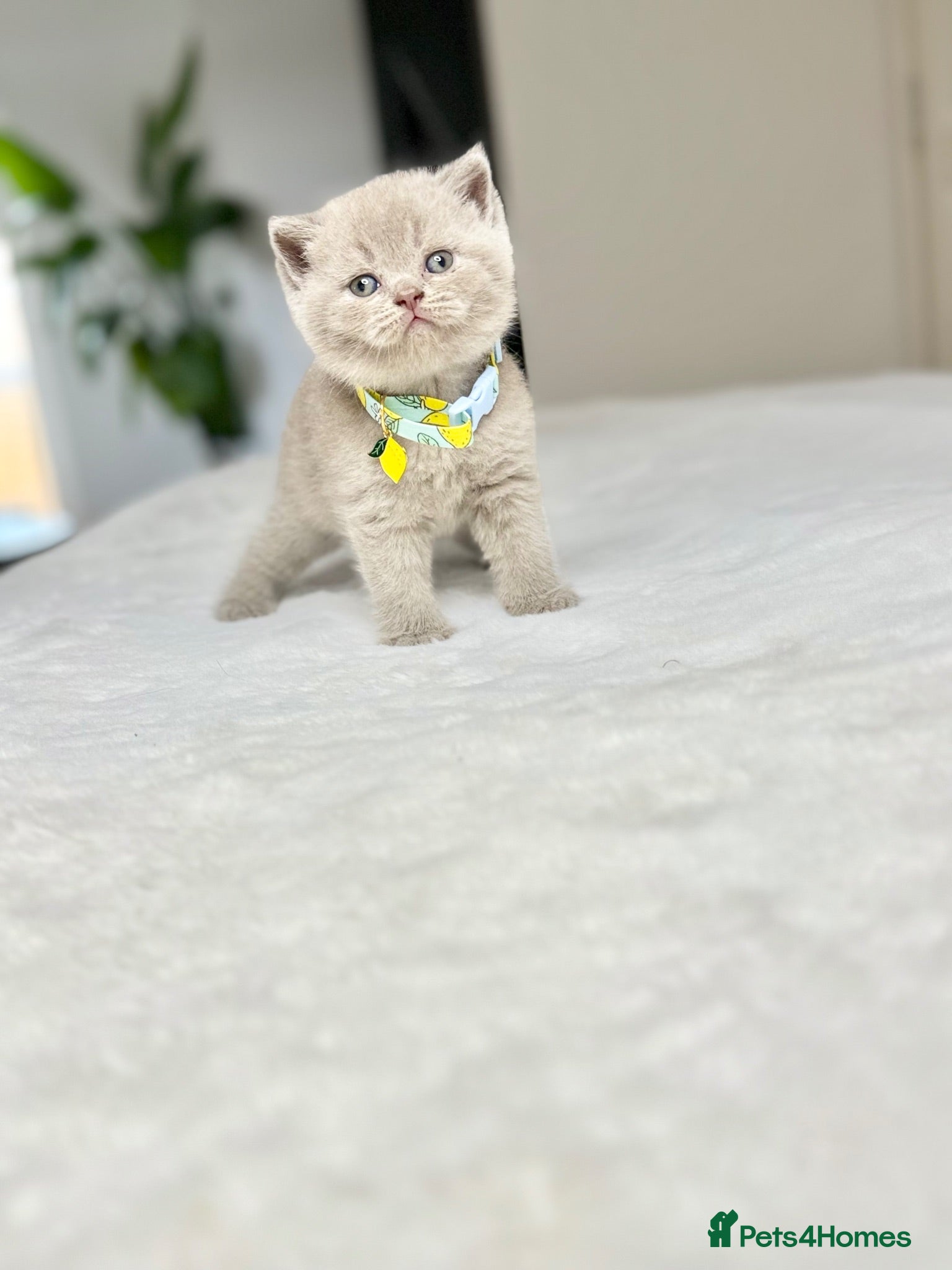 Scottish Fold cats Scottish fold - Advert 2