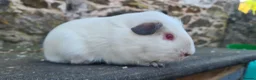 Guinea Pig rodents for sale: Male smooth haired guinea pigs - Advert 7