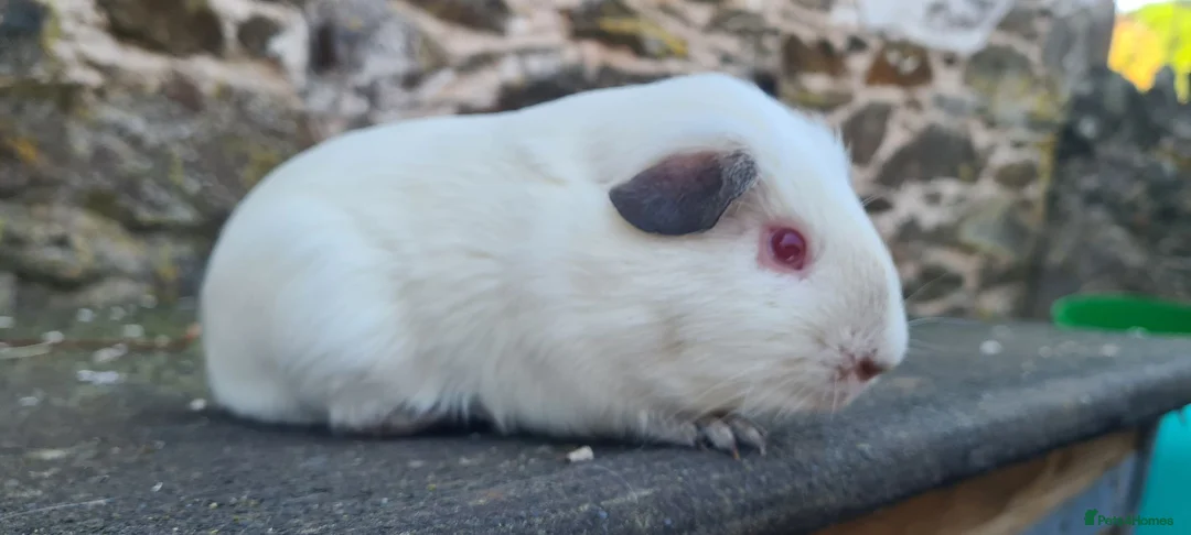 Guinea Pig rodents for sale: Male smooth haired guinea pigs - Advert 7