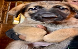 German Shepherd dogs for sale: 4 stunning german Shepherd pups. Very chunky.  - Image 6