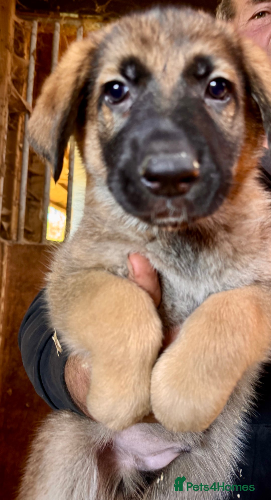 German Shepherd dogs for sale: 4 stunning german Shepherd pups. Very chunky.  - Image 6