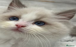 Ragdoll cats for sale: the last boy, registered with TICA - Image 38