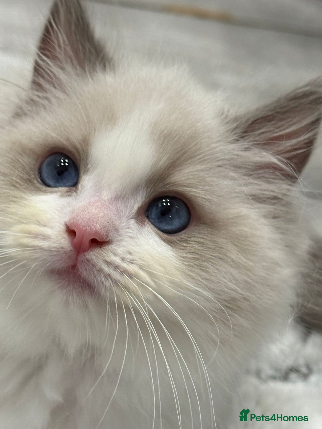 Ragdoll cats for sale: the last boy, registered with TICA - Image 38