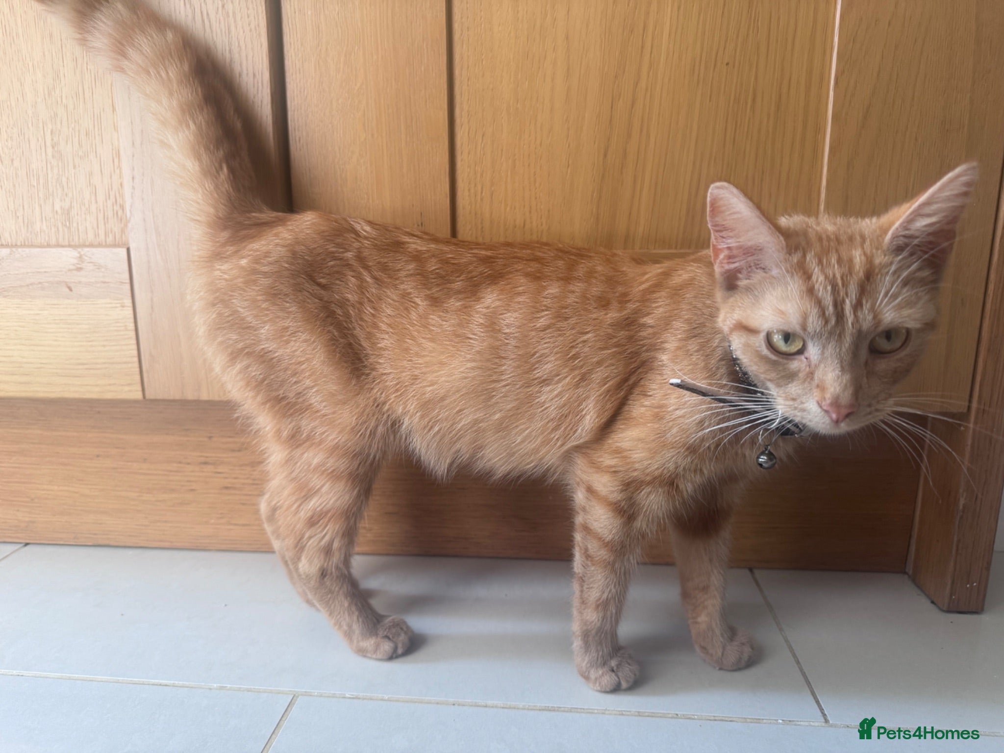 Mixed Breed cats Mixed litter  - Advert 1