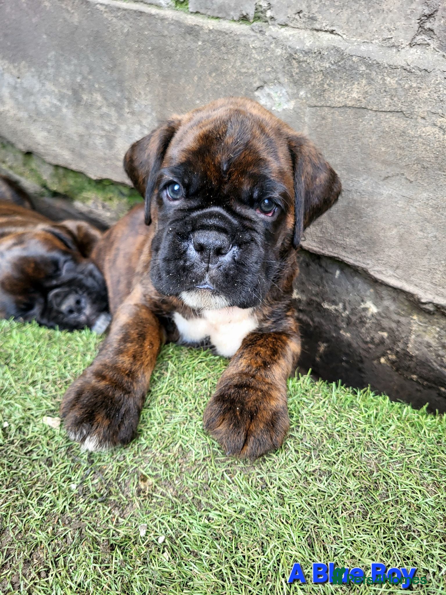 Boxer dogs Bobtail/tailed Boxer puppy - Advert 4
