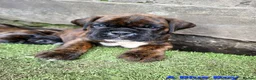 Boxer dogs for sale: Bobtail/tailed Boxer puppy - Advert 15