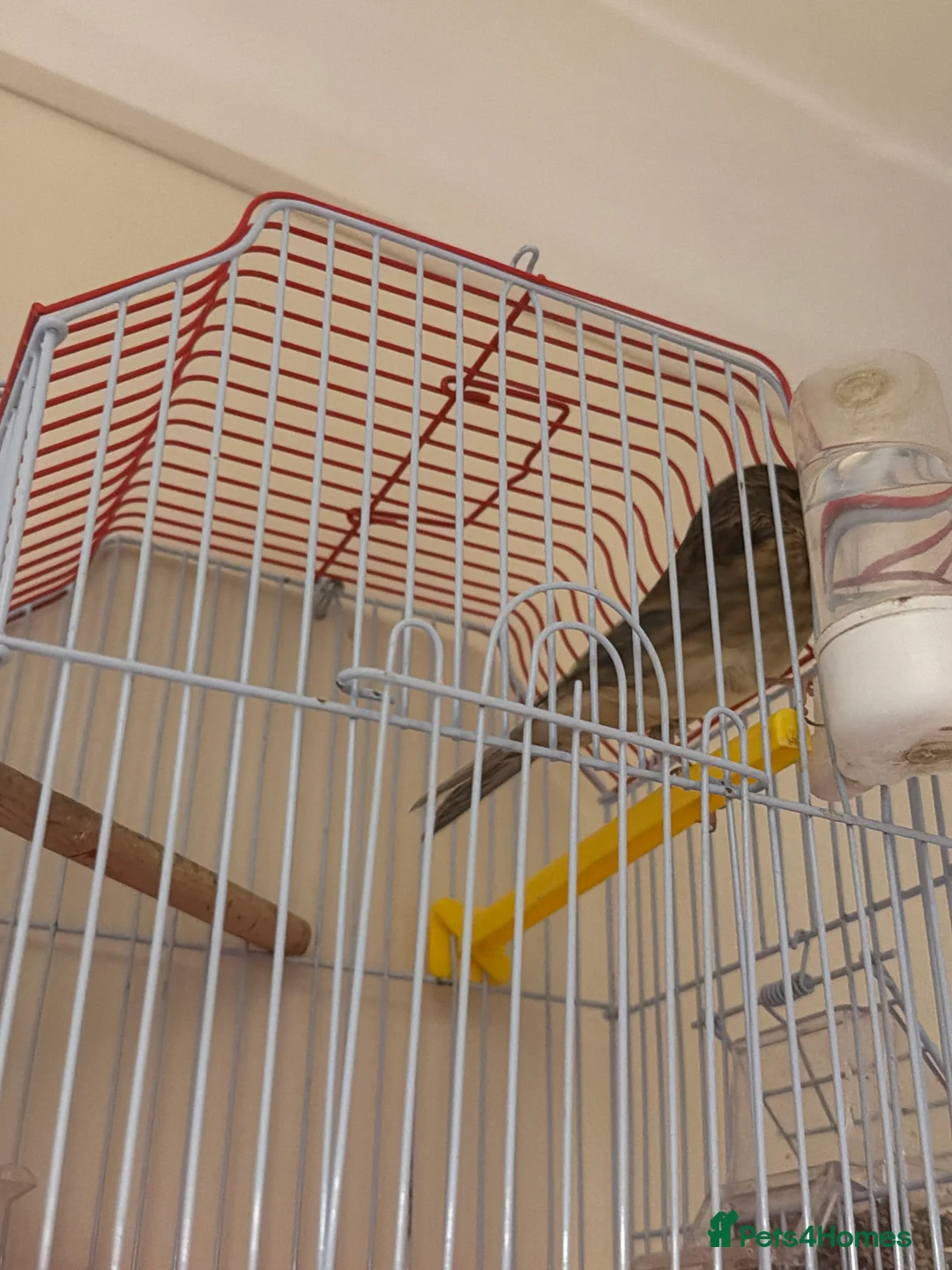 Mixed Breed birds for sale: Linnet goldie mule highbred  - Advert 2