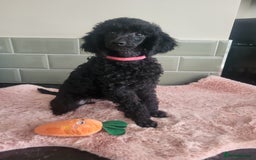 Mixed Breed dogs for sale: Quality Moyens! 2 girls left - very Rare in 🇬🇧  - Image 5