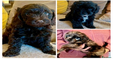 Cavapoo dogs - Advert 3