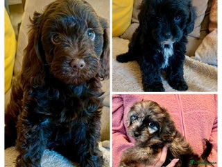 Cavapoo dogs - Advert 25