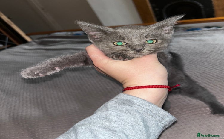 Russian Blue cats - Advert 1