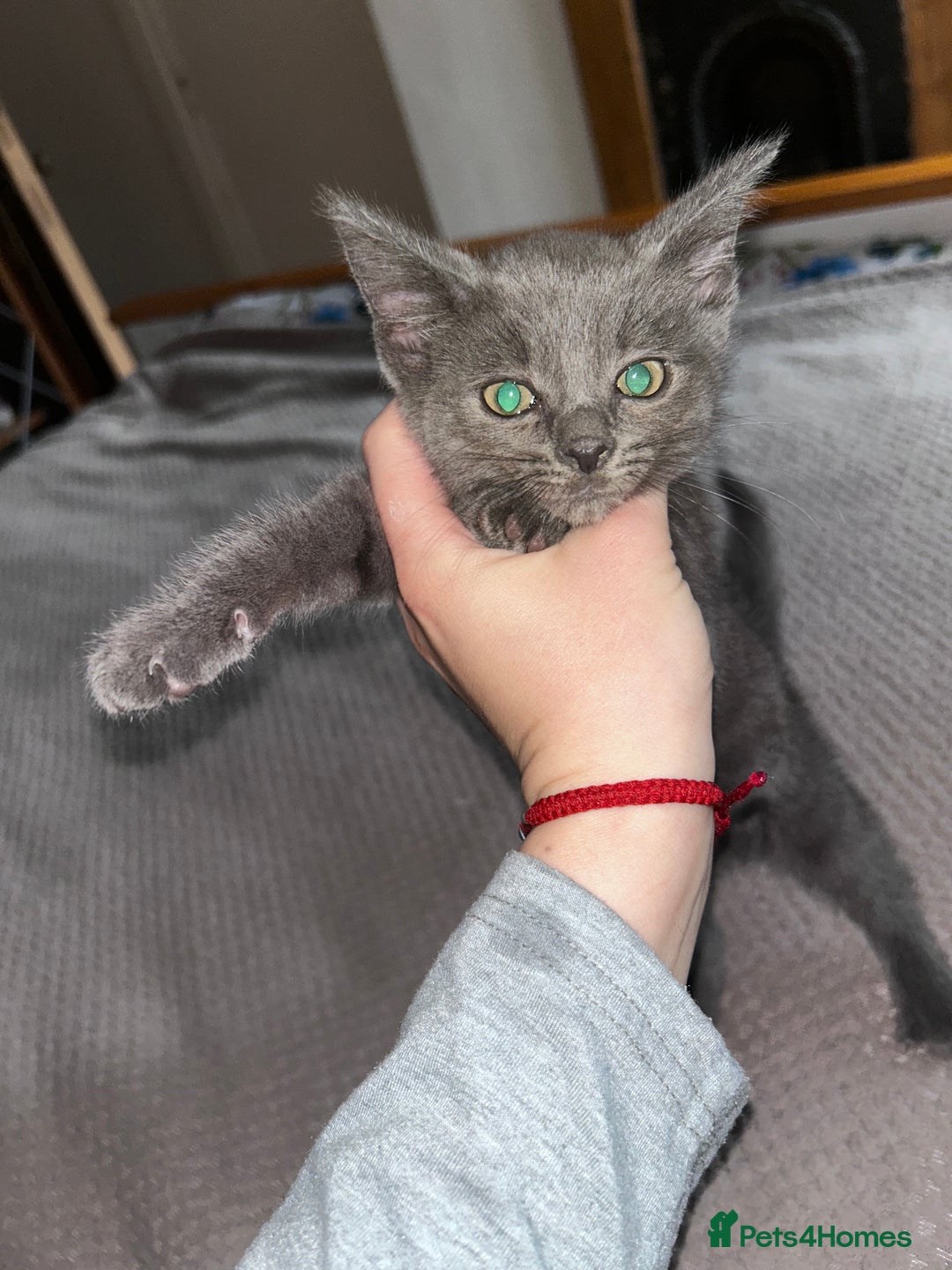 Russian Blue cats for sale: Male Russian blu kitten ready to leave LOWESTOFT - Image 1
