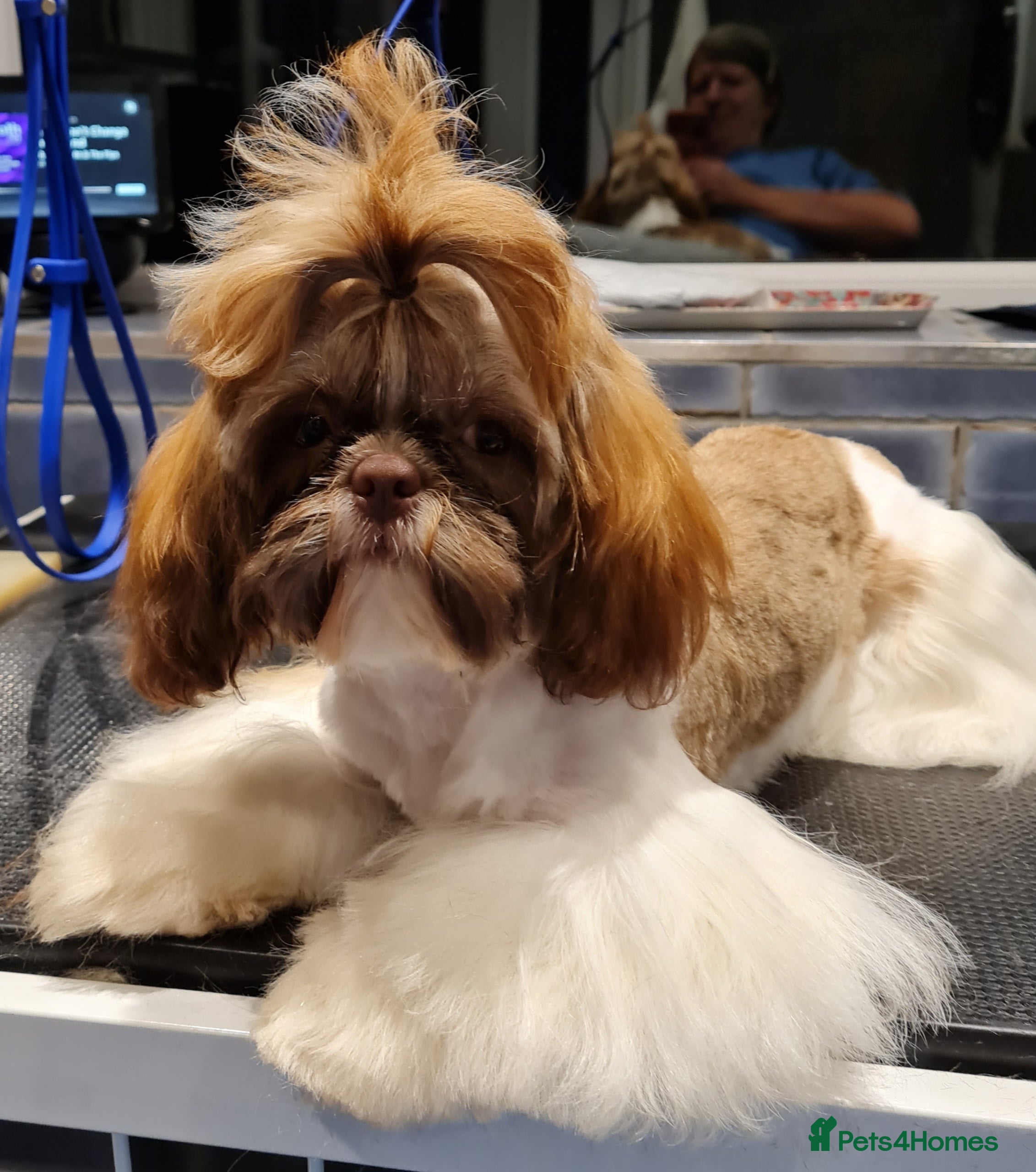 Shih Tzu dogs Imperial Shih Tzu female, 22 months KC registered. - Advert 7